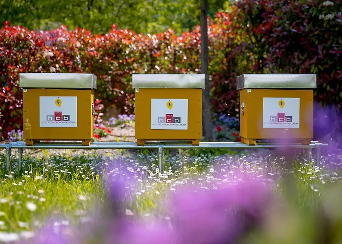 Cosmopolitan Bolonia